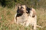 KANGAL 111